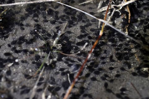 Cane toad tadpoles, or bufos.