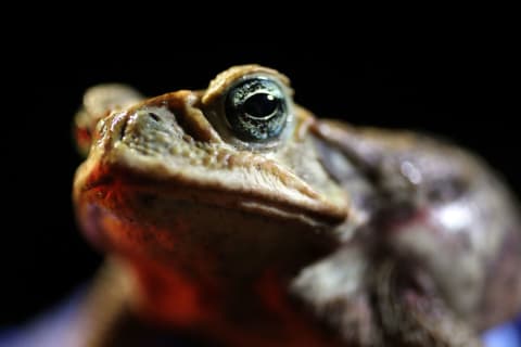 The toxin of cane toads could be important medically.