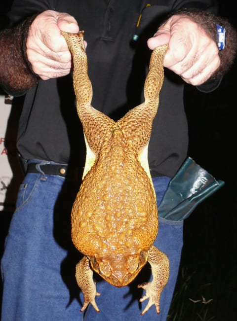 A male cane toad in Darwin, Australia, that weighed nearly two pounds and measured more than 8 inches long.