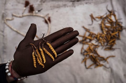 Search For Prized Fungus A Way Of Life On Tibetan Plateau.