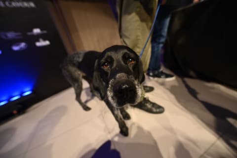 This pooch found the 1.5-pound white truffle that sold for more than $200,000 at the 22nd World Alba White Truffle Auction in November 2022.