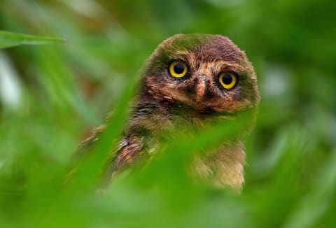 Owls have interesting eyes.