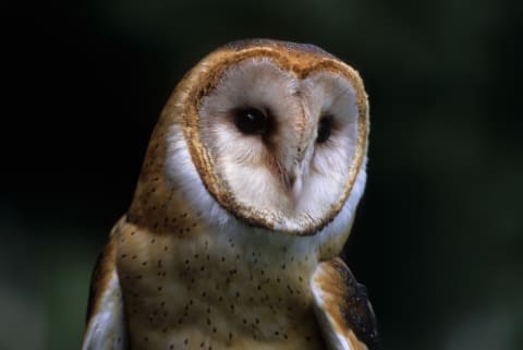 Barn owls will help keep a farm’s rodent population under control.