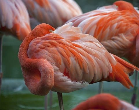 Flamingos.