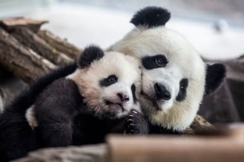 Berlin Zoo To Present Panda Babies To The Public.