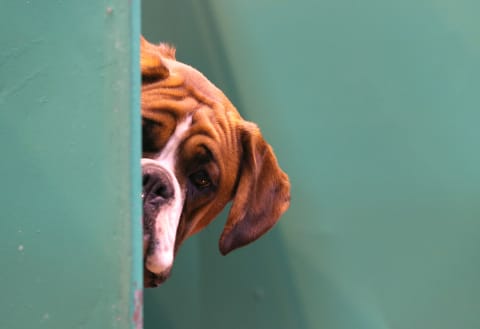 Pets notice when meal times change.