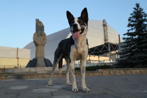 A stray dog outside the giant enclosure that covers devastated Reactor Number Four at the Chernobyl nuclear power plant in 2017.