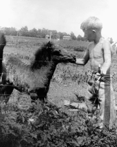 Jimmy Carter petting a colt in the 1920s.