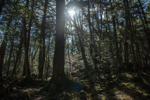 The sun shines weakly through the dense forest.