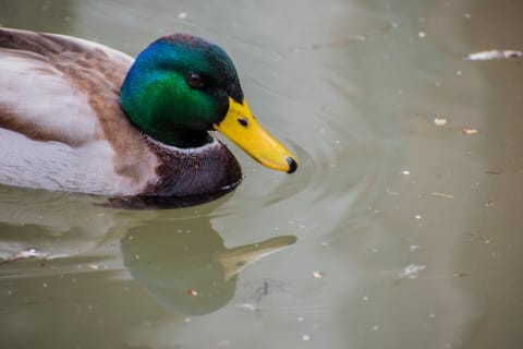 Not all birds have penises, but ducks do. And they're corkscrew shaped.