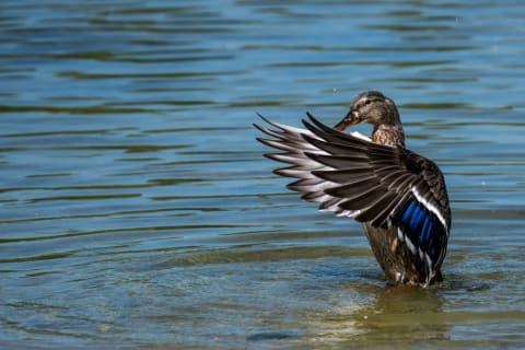 Female ducks have what some have called "organic chastity belts."