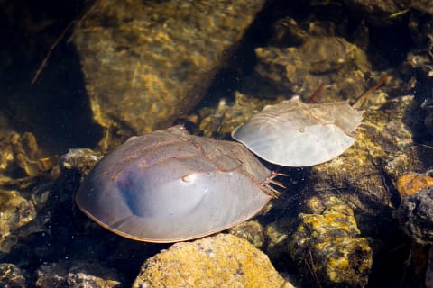 Just a couple of horseshoe crabs going at it.