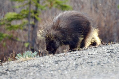 Pee is part of foreplay for the North American porcupine.