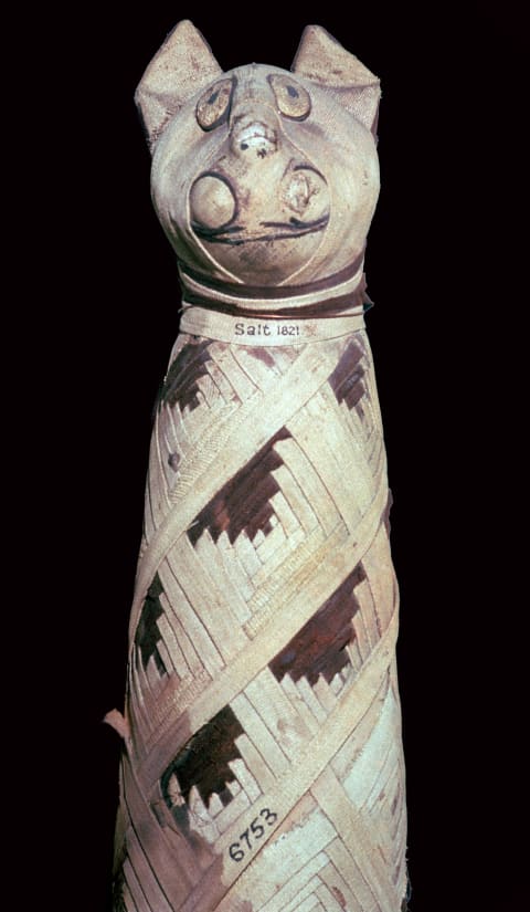 Egyptian mummy of a cat.