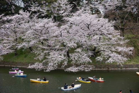 Visitors enjoy boating underneath sakura trees in Japan.