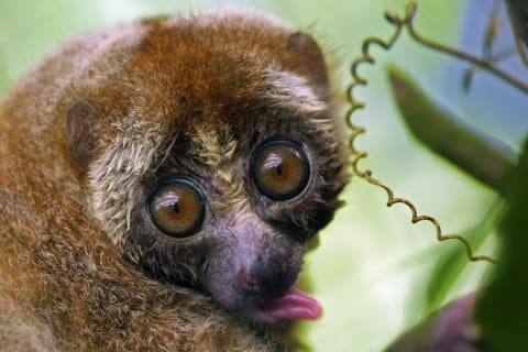 All the more reason to keep slow lorises out of the pet trade.