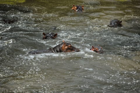 Never mess with a hippo.