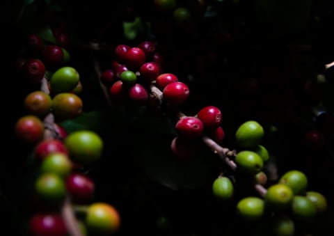 Coffee beans.