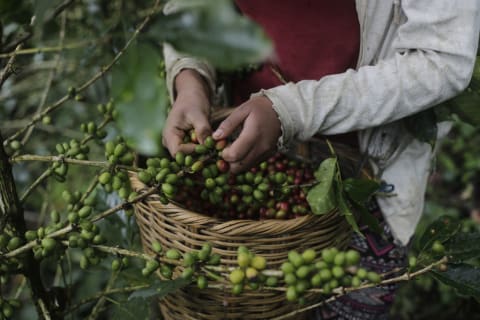 Harvesting coffee in Honduras.