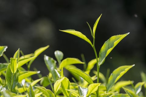 Tea bushes.