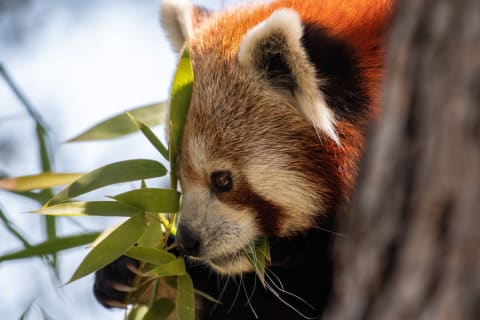 Red pandas spend a lot of time eating.