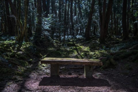 Aokigahara Forest, Japan.