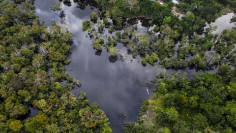 The Amazon rainforest is one of Earth's biodiversity hotspots.