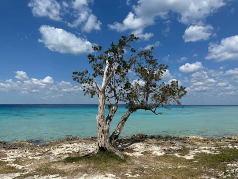 A hardy tree grows on a beach in Cuba.