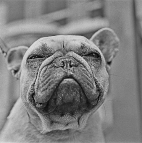 Benhooks Cider Cup, a Pedigree male French Bulldog in the UK, 1965.