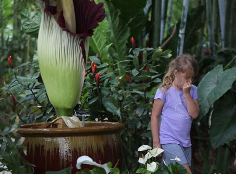 This little girl just got a nose full of corpse flower.