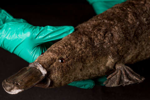 A taxidermied platypus.