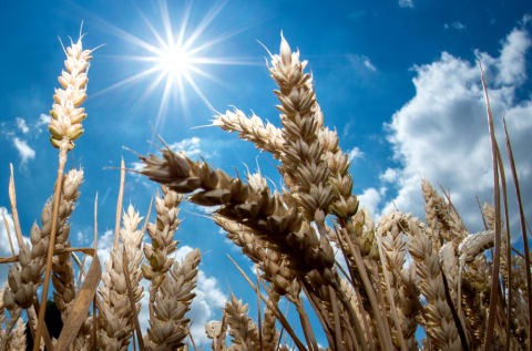 Cereal grains like wheat undeniably changed human history.