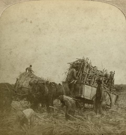 Loading cane, sugar plantation, Louisiana, USA.