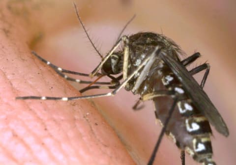 It's not bad air that causes malaria—it's mosquitoes.