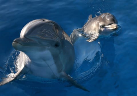 The etymology of the word 'dolphin' is unclear.