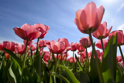 Tulips.