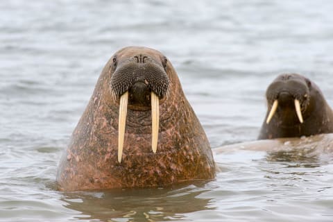 Walruses popping their heads out of the ocean.