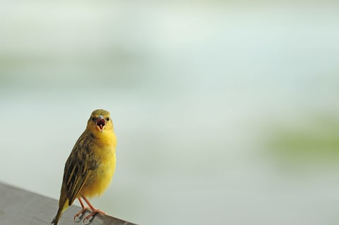 Kenya, Amboseli National Park, yellow canary or Weaver.