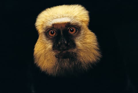  A white-faced marmoset.