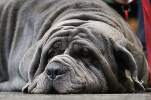 This mastiff looks like it's enduring a mastiff day.