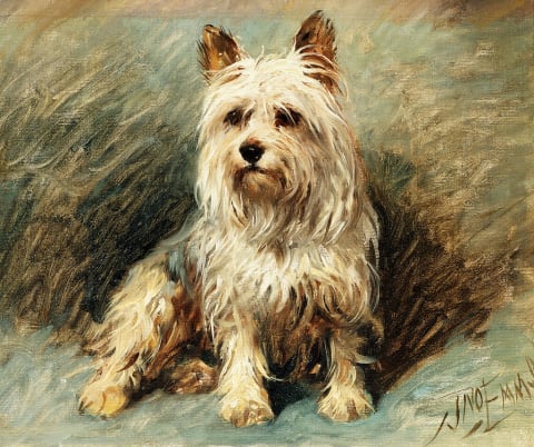 A Yorkie as painted by the 19th-century artist John Emms.