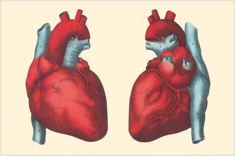 Anterior and posterior views of the heart.