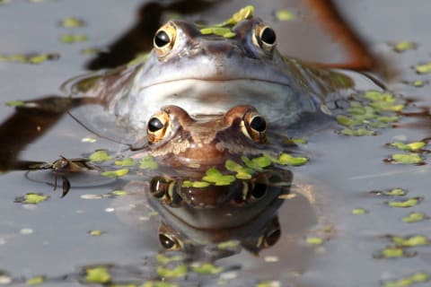 Frogs can now remain free of human pee.