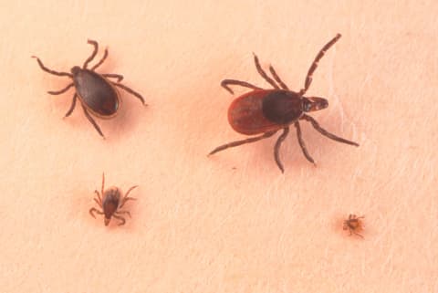 You do not want to find any of these crawling on your pet.