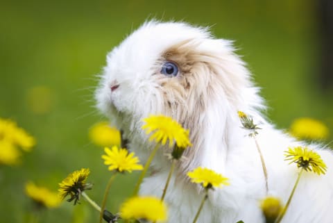 This rabbit knows a good edible weed when they see one.