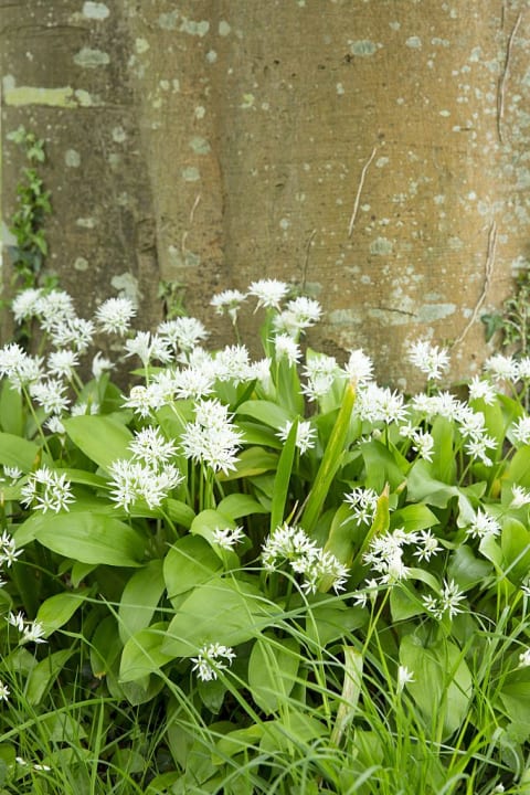 Wild garlic will add delicious flavor to salads and pesto.