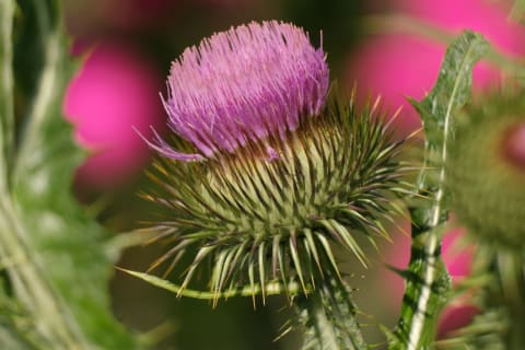 Thistle be a tasty treat.