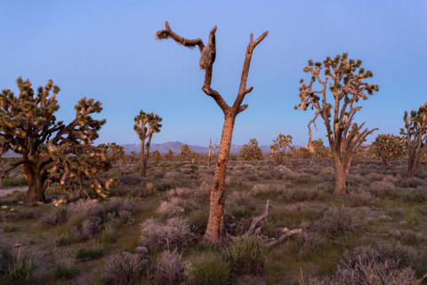 Joshua Tree National Park is a balloon-free zone (unless you have a permit).