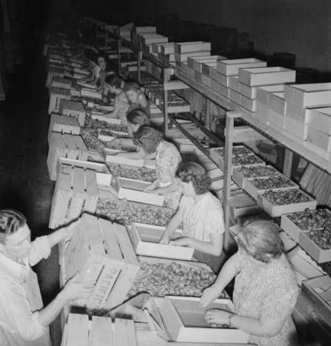 Packing Fresh Prunes At Night On Produce Row During Busy Season.