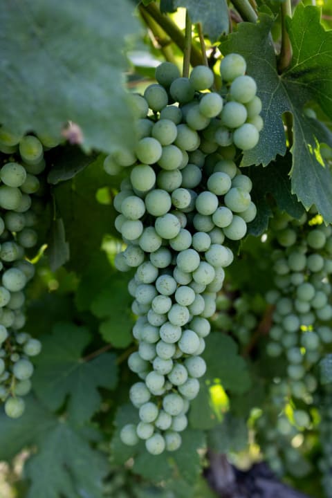 Nebbiolo grapes at a vineyard in Italy.